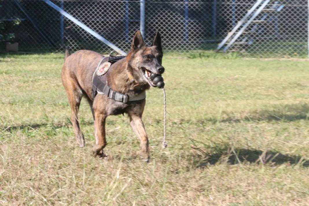 Köpekler Madde Değil Oyuncağını Arıyor 2
